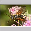 Cerceris arenaria - Sandknotenwespe m07b 11mm.jpg